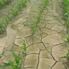 Kvůli suchu přitvrdí pravidla pro péči o půdu. Omezí pěstování plodin